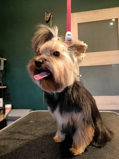 Salon pielęgnacji zwierząt Żory, os. Sikorskiego PU15